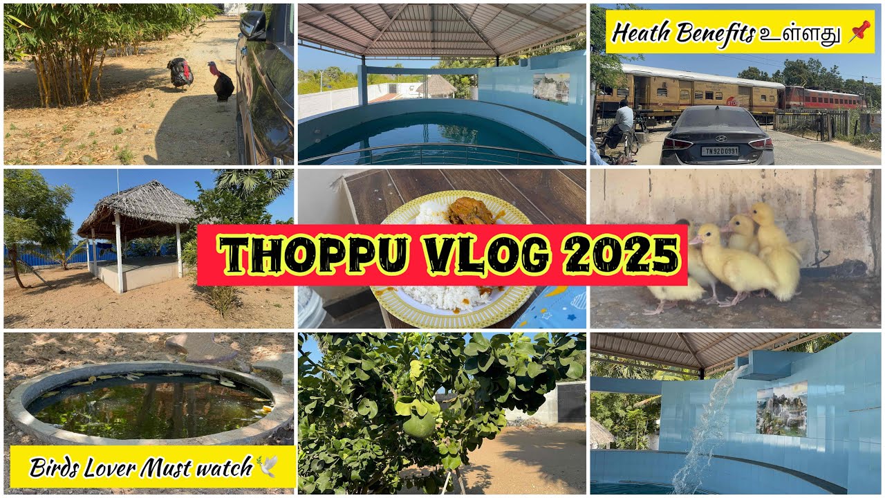 ✨😳இந்த ஒரு பழம் சாப்பிட்டால் சுகர் லெவலே குறையுதாங்க ||THOPPU VLOG 🏊||@Kanmani-Vlogs