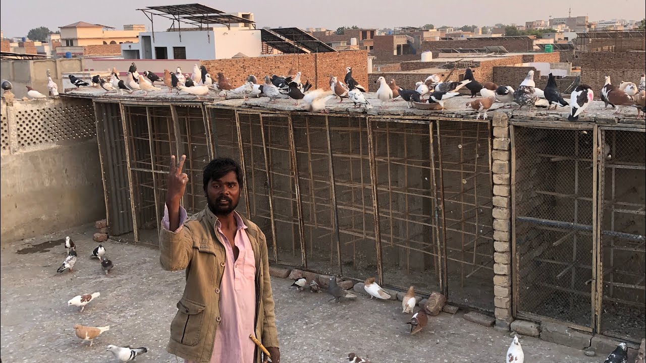 Aj ka vlog kabootaro ki ￼tareng Kesy hoti hai new kabootaro ki 