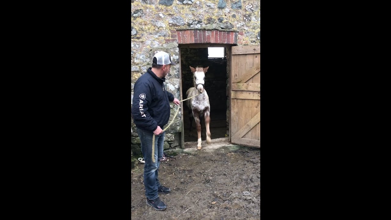 Horse taken from his mother and put into auction