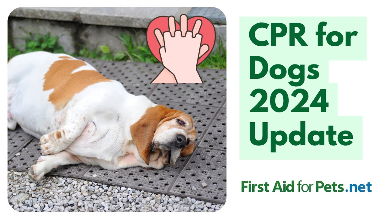 CPR for Dogs 2024 Update!