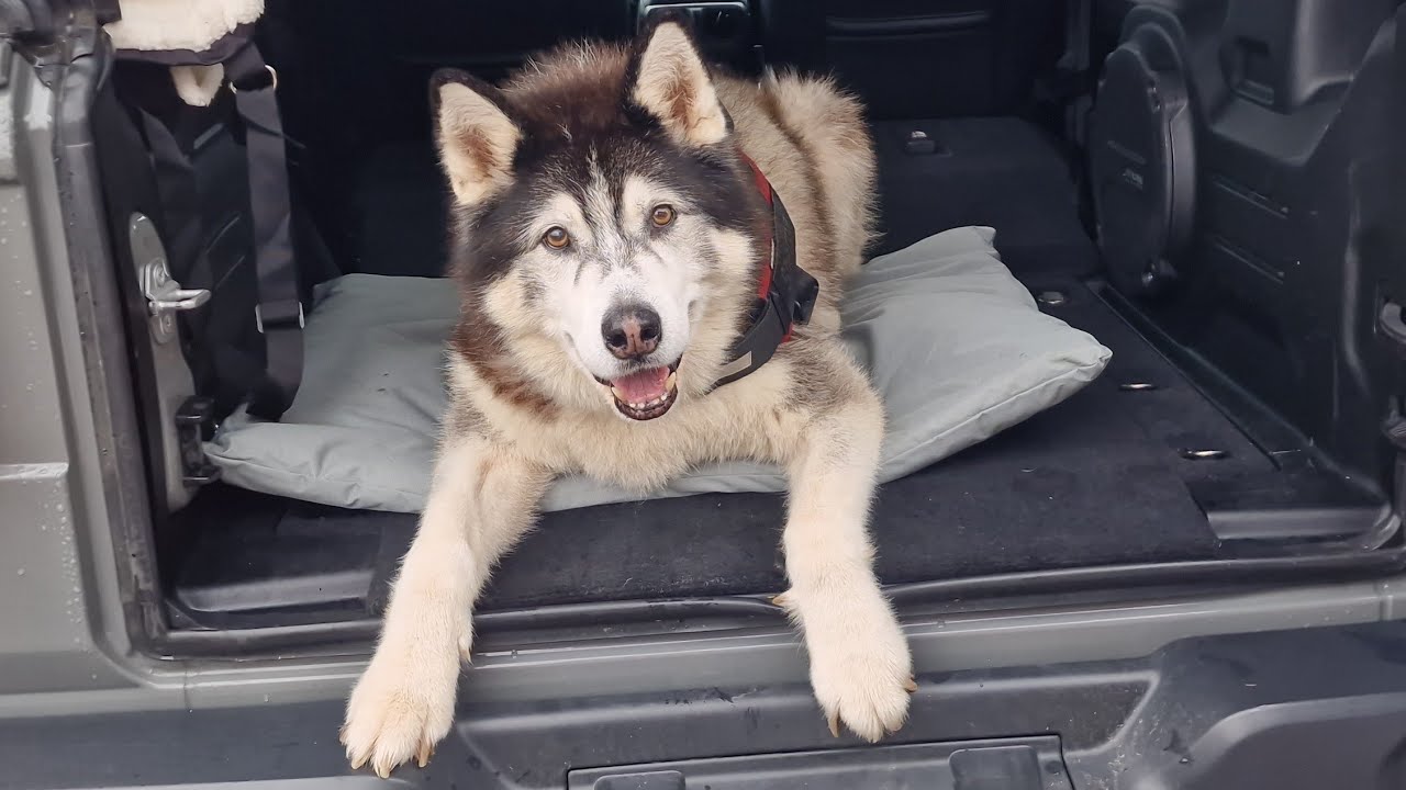 Old Husky Finally Gets His New Ride! Its Perfect!