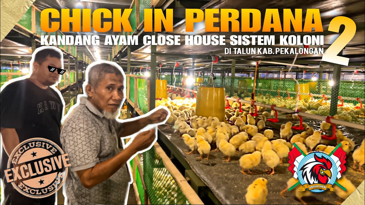 Chick in Perdana di Kandang Ayam Close House dgn Sistem Koloni ke 2 di Talun Kab Pekalongan PART 11