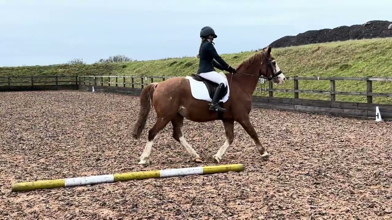 Daisy - Springfieldpark Razzle - Class 2 - January 