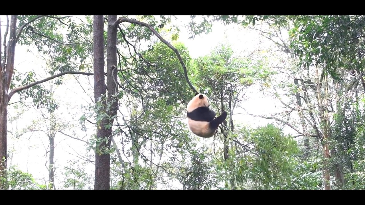 US born Panda Bei Bei 贝贝 doing acrobats 😨 on tree 🌴