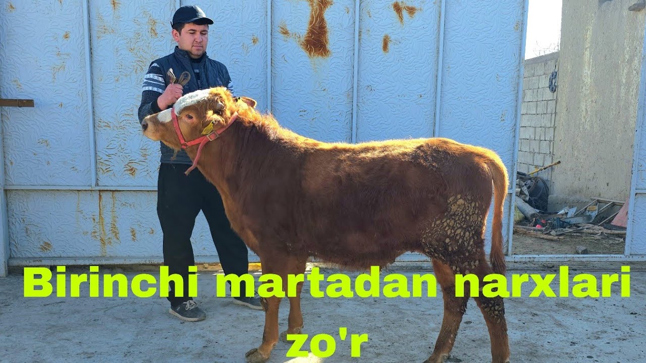 Bu joydan birinchi marta Shahzodbek ukamizdan g'unajinlar va buqalar.22-fevral, 2026