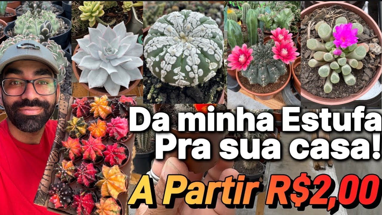 Minha Estufa de Cactos a partir R$2,00