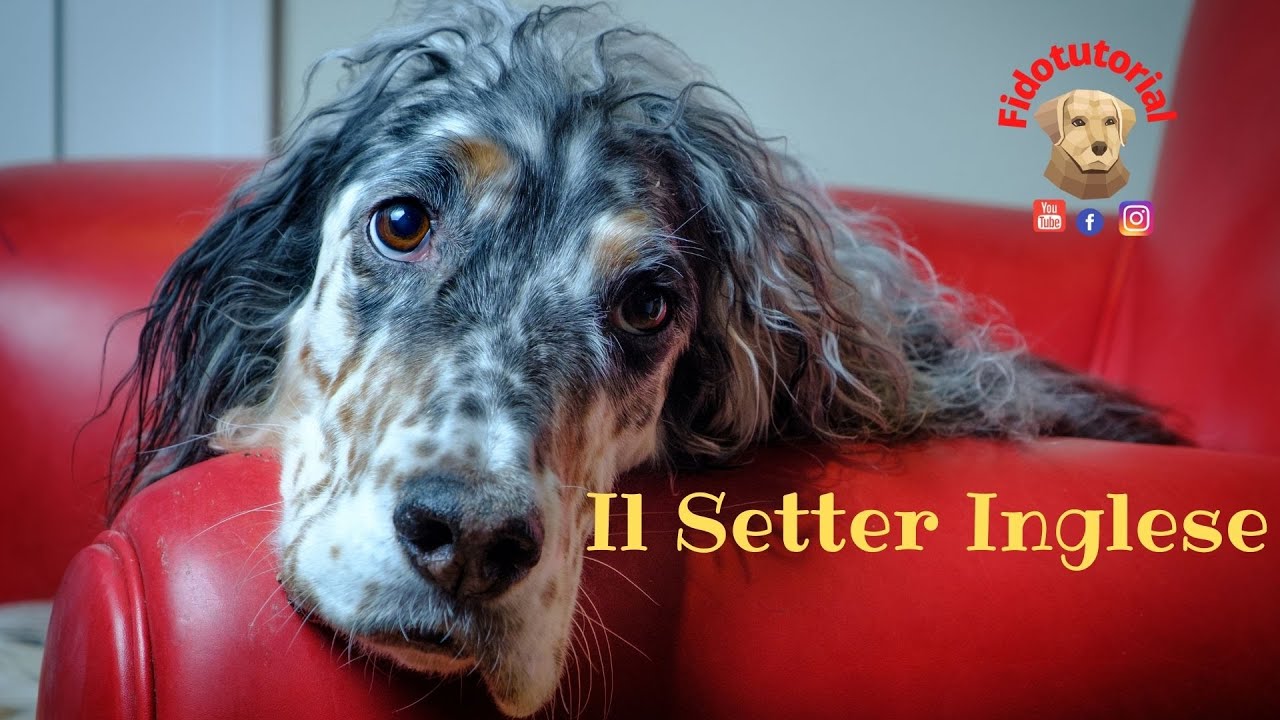 Il Setter Inglese Fidotutorial