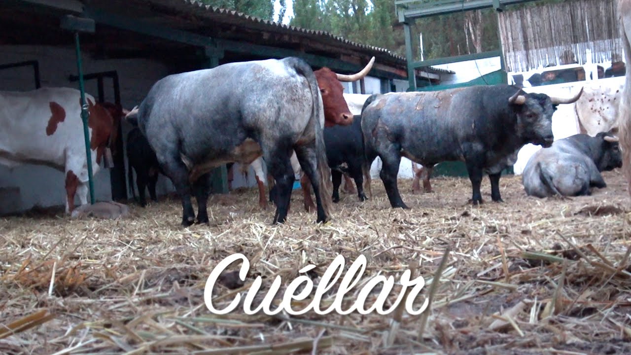 Cuéllar 2025 Encierro y Capea