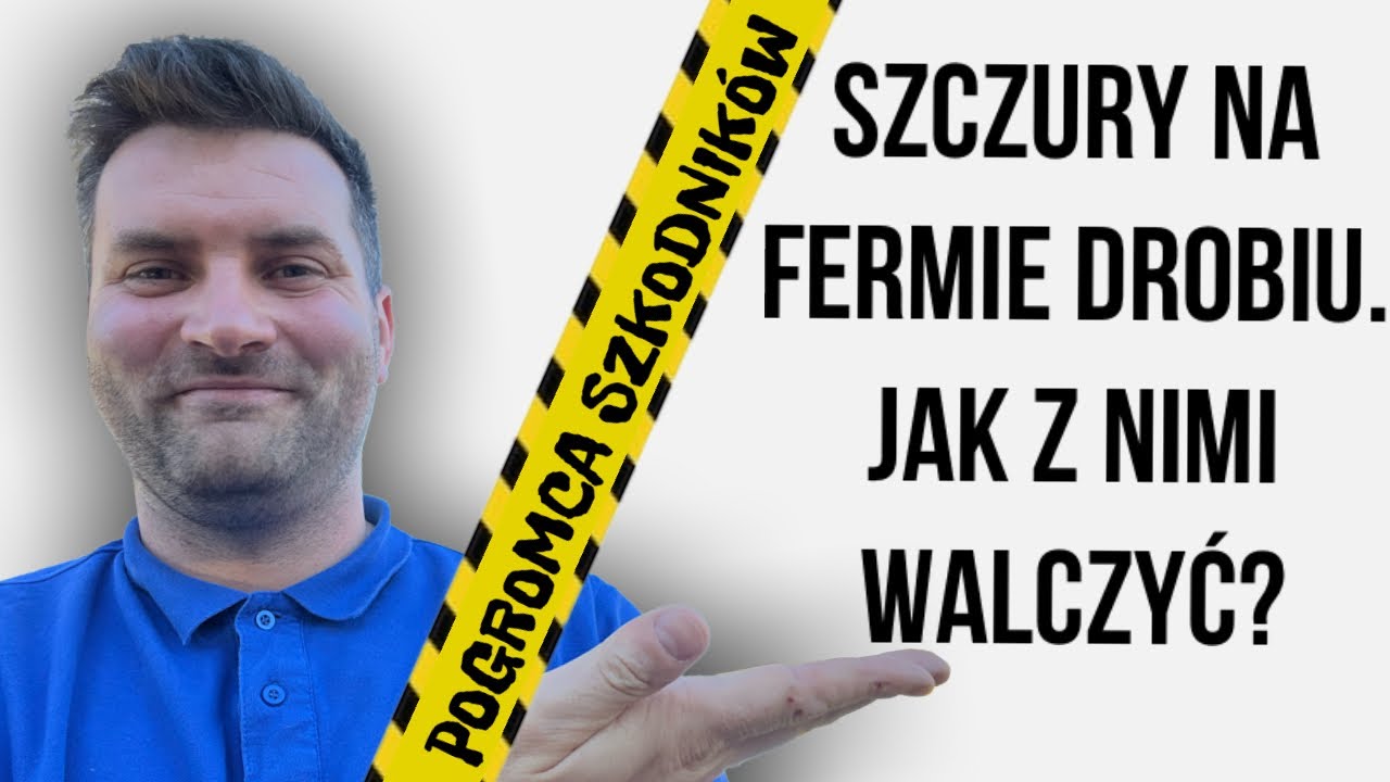 TRUTKA NA SZCZURU na fermie drobiu #domowe sposoby na szkodniki #zwalczanie szkodników