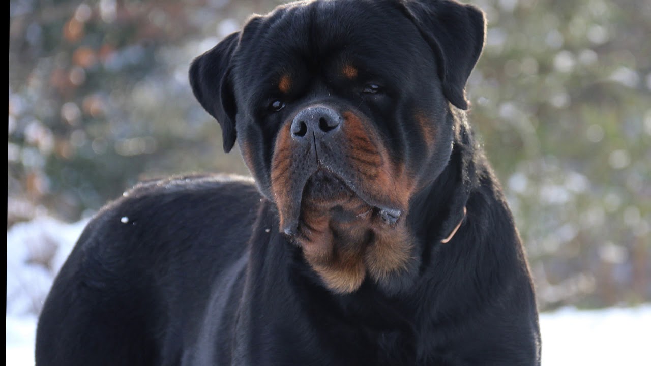 Guardian Rottweilers- Aron Timit Tor