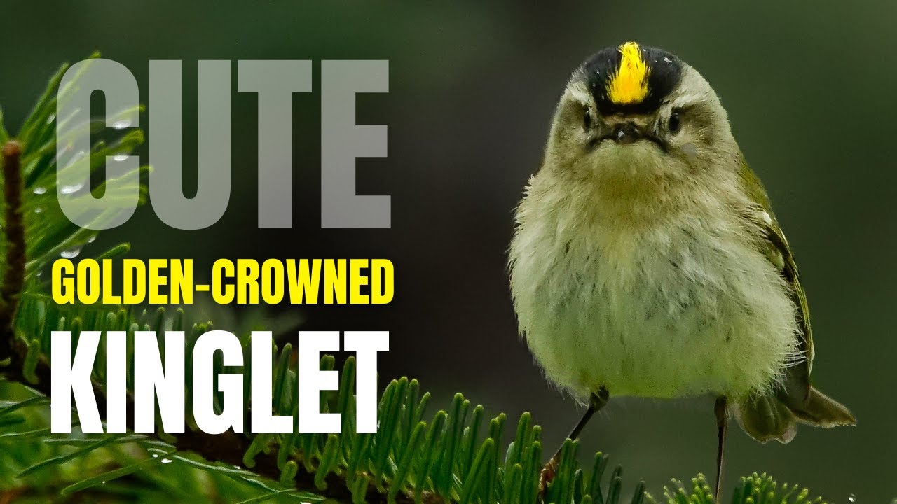Cute Golden-crowned Kinglet