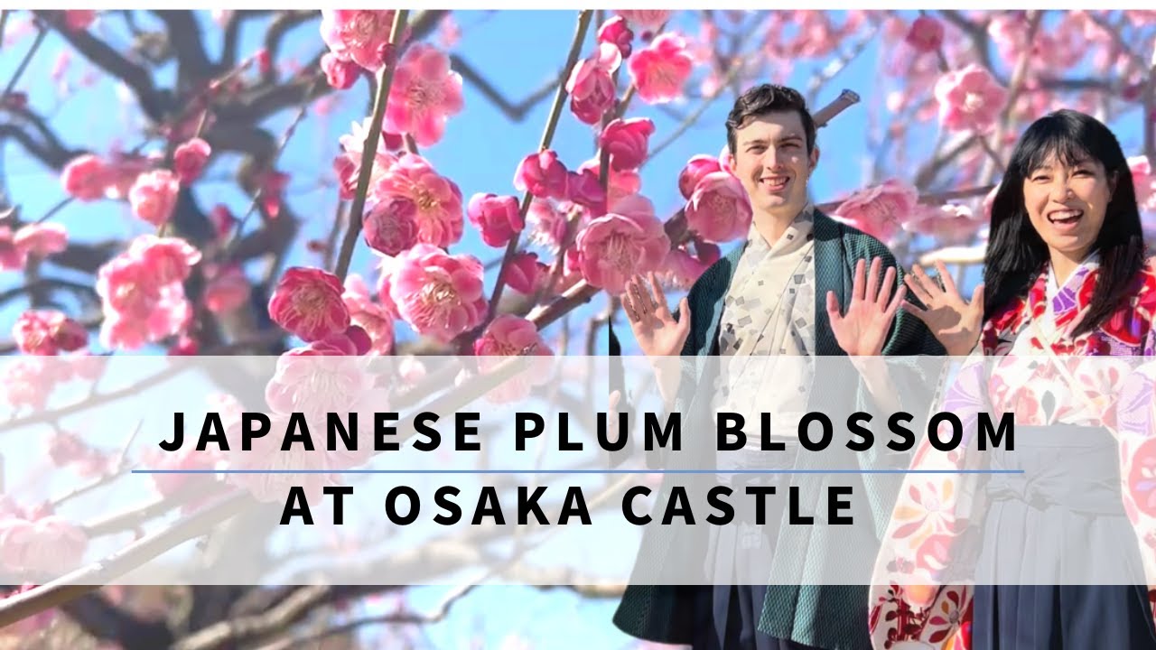 Japanese Plum Blossom at Osaka Castle