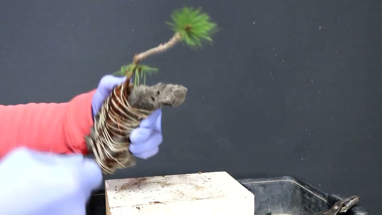 formación de pinos thumbergi de semilla // enraizado  en roca