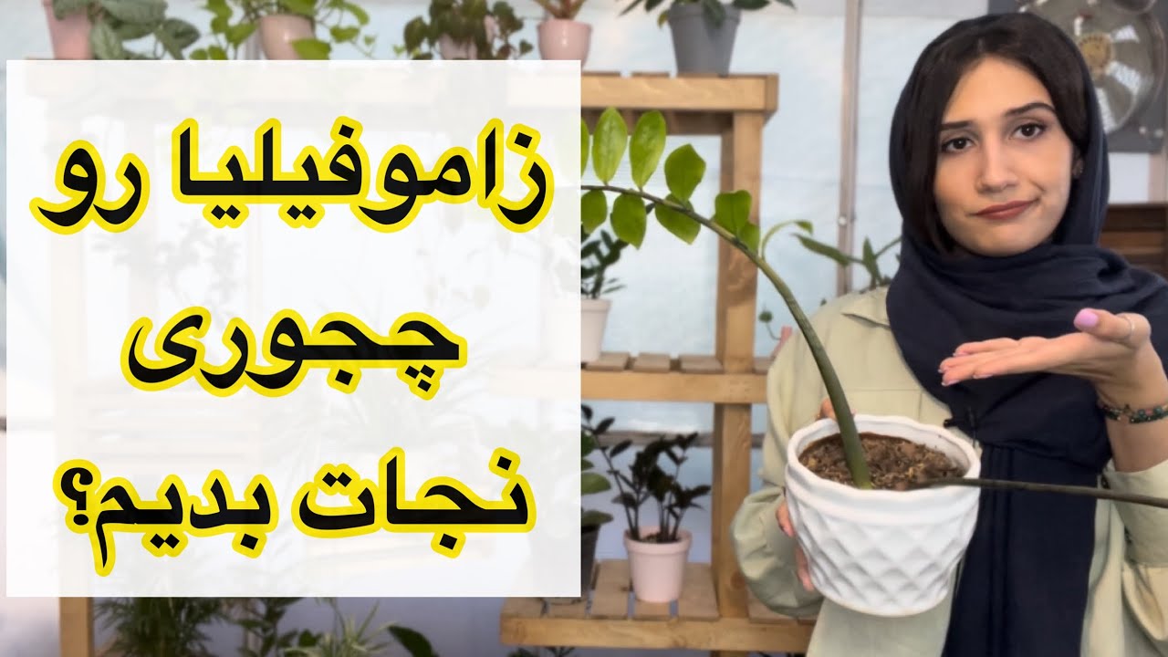 روش نجات زاموفیلیا😍/ اینجوری زاموفیلیا رو  نجات دادم😎/ برای زاموفیلیا که برگش زرد شده چیکار کنیم؟