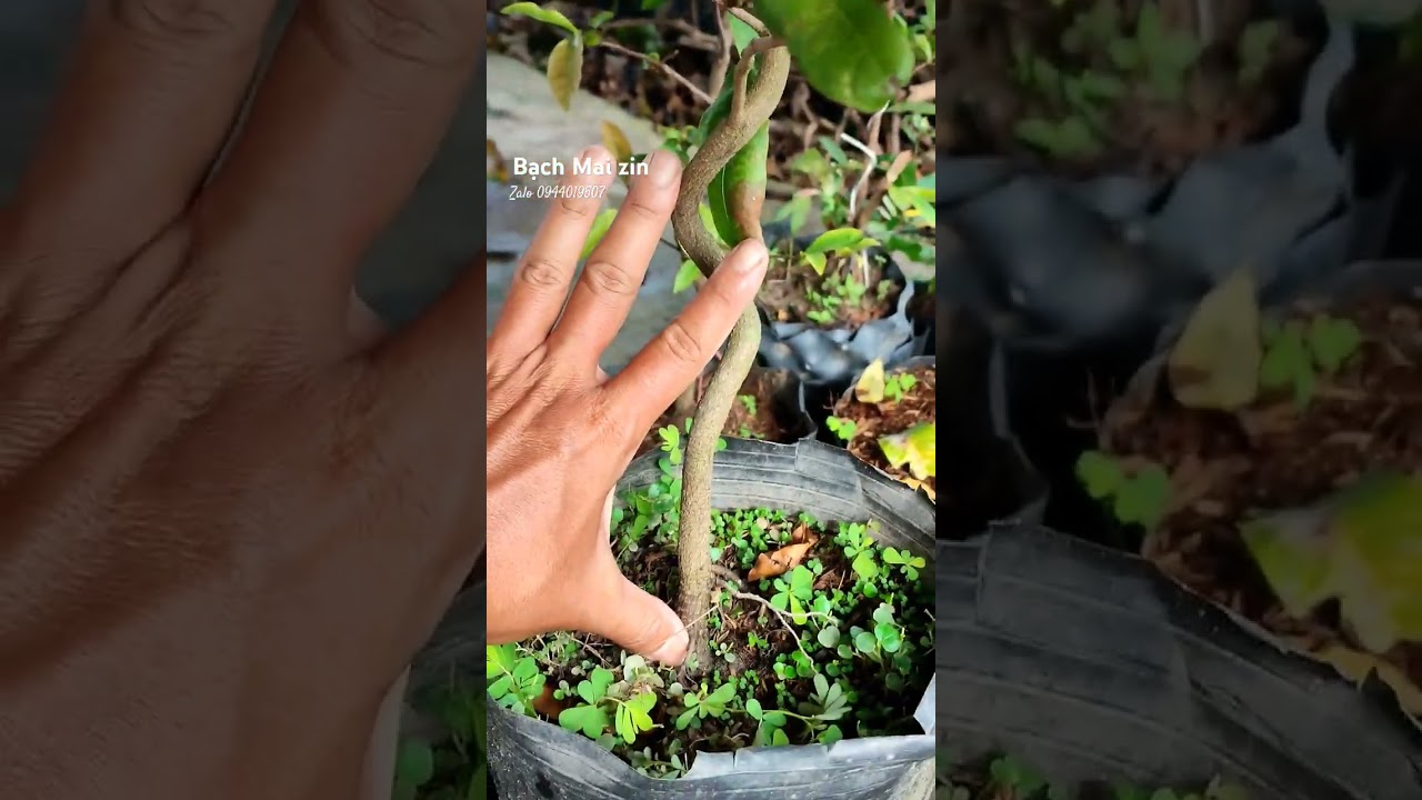 Bạch Mai zin, c&acirc;y gieo hạt. Gi&aacute; rẻ 800k #bonsai #fruit #maidotbien #maivangdocla #garden