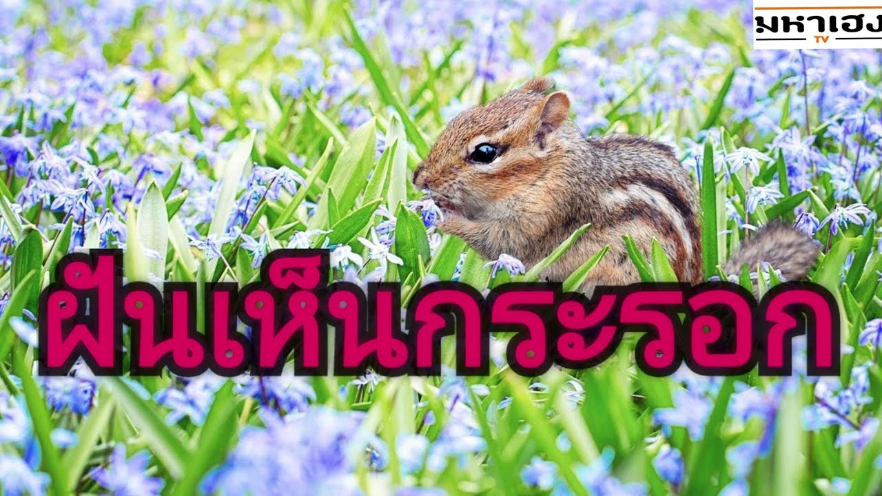 ทำนายฝัน : ฝันเห็นกระรอก เห็นกระรอกหลายตัว  + เลขเด็ด