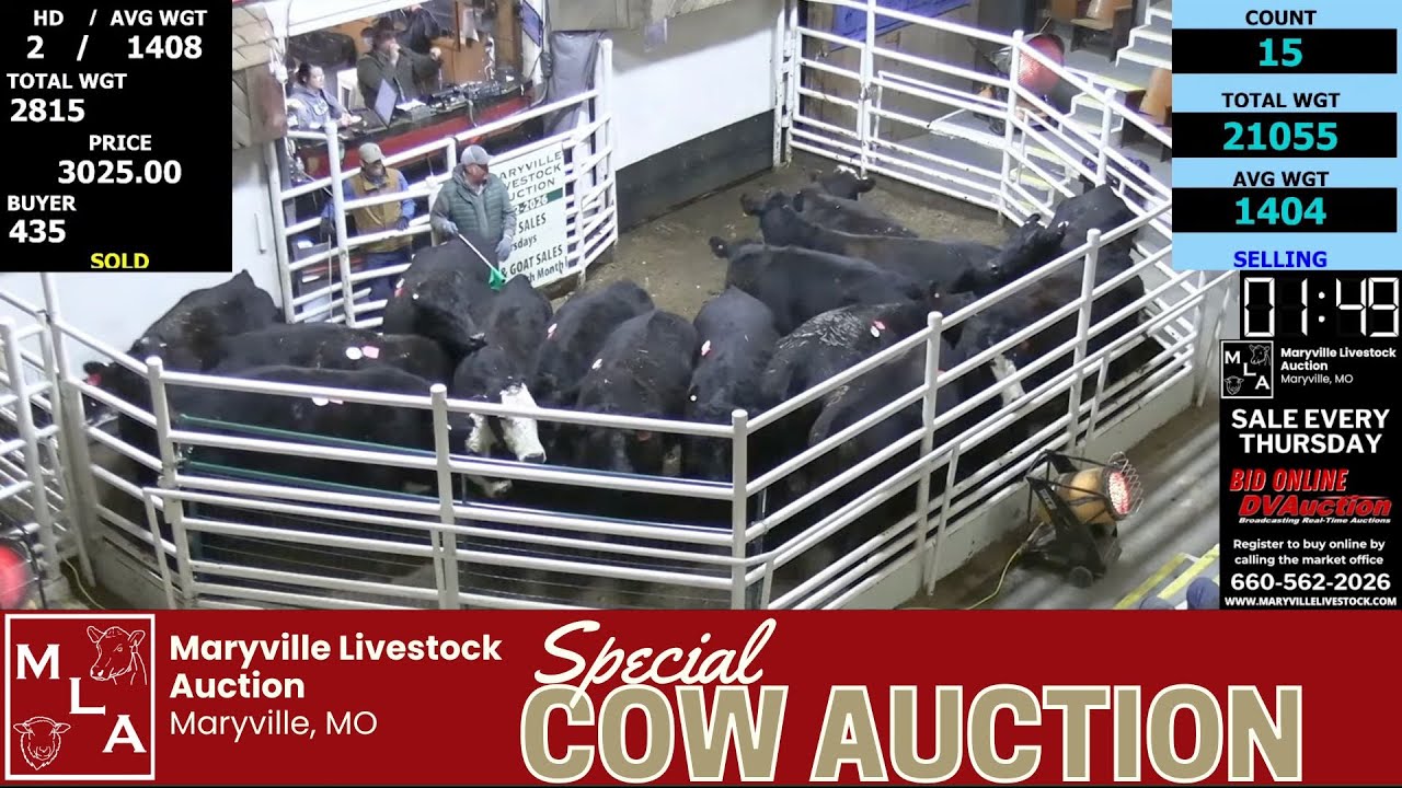 Special Bred Cow Dispersal & Replacement Sale | Maryville Livestock Auction | Jan 16, 2026