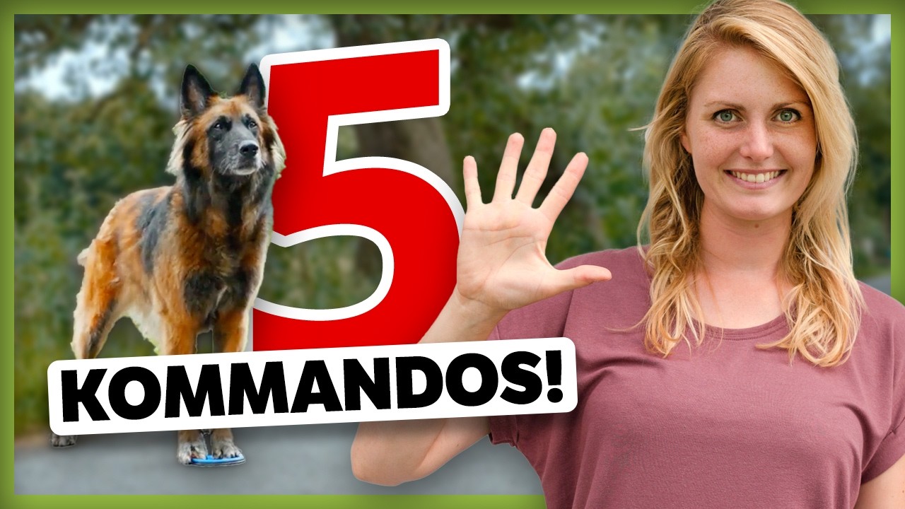 5 KOMMANDOS, auf die ich bei meinen Hunden nicht mehr verzichte