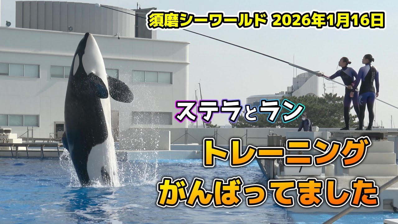 【シャチ】ステラとランのトレーニング1回目【須磨シーワールド2026】#シャチ