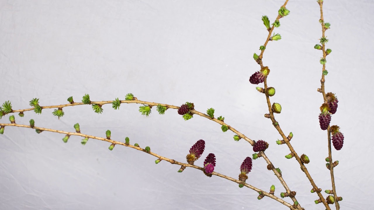 Flower Background Video : Effects HD Larch Larch Branch Needles Grow 4K Video