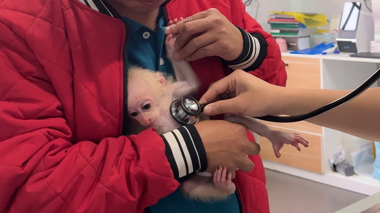 Thank God! Monkey Hope has ability to recover soon to reunite with Max