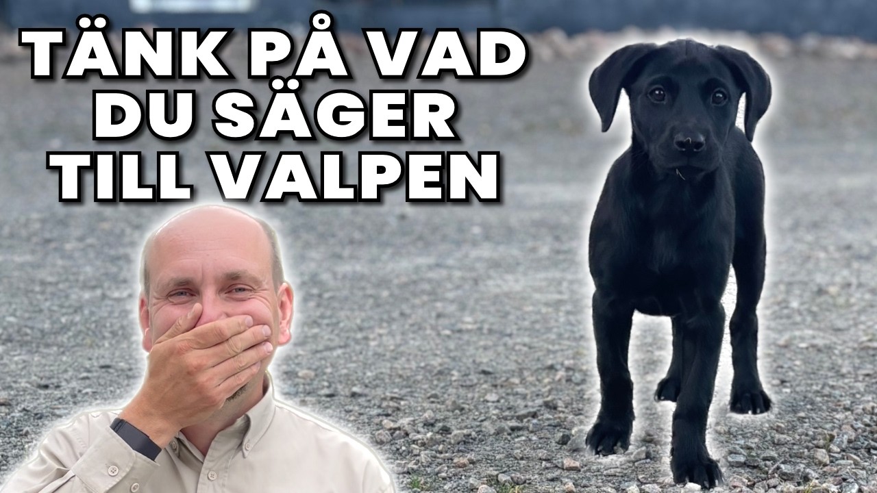 Tjata inte ut dina kommandon på valpen