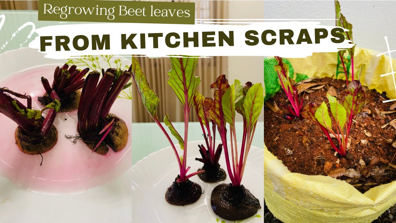 Can we Harvest Beetroot From Scraps ? | Regrowing Beet Leaves From Kitchen Scraps | Smiley Plants