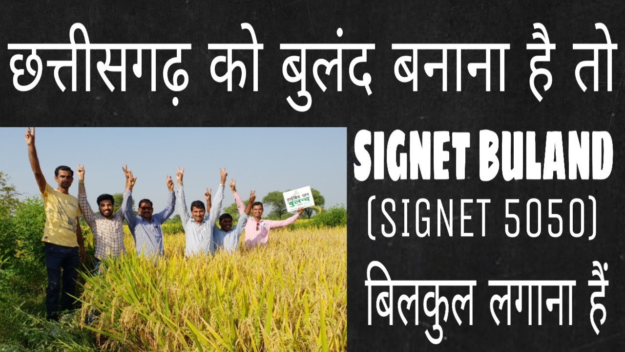 सिगनेट बुलंद (सिगनेट 5050) लगाने से खुशहाल बने हमारे किसान | Hybrid Rice in India