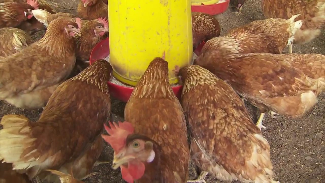 Despique en gallinas | La Finca de Hoy
