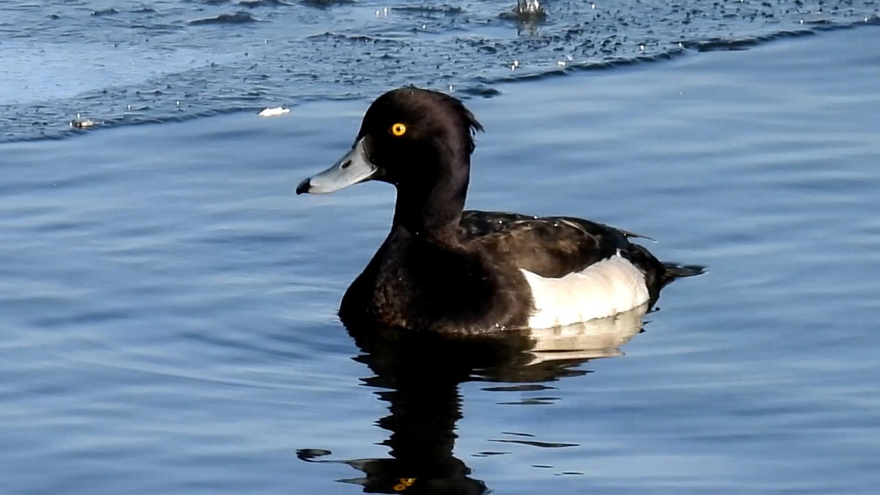 Polák chocholačka, Tufted Duck, Reiherente, Kuifeend, Czernica , Fuligule morillon, Porrón moñudo