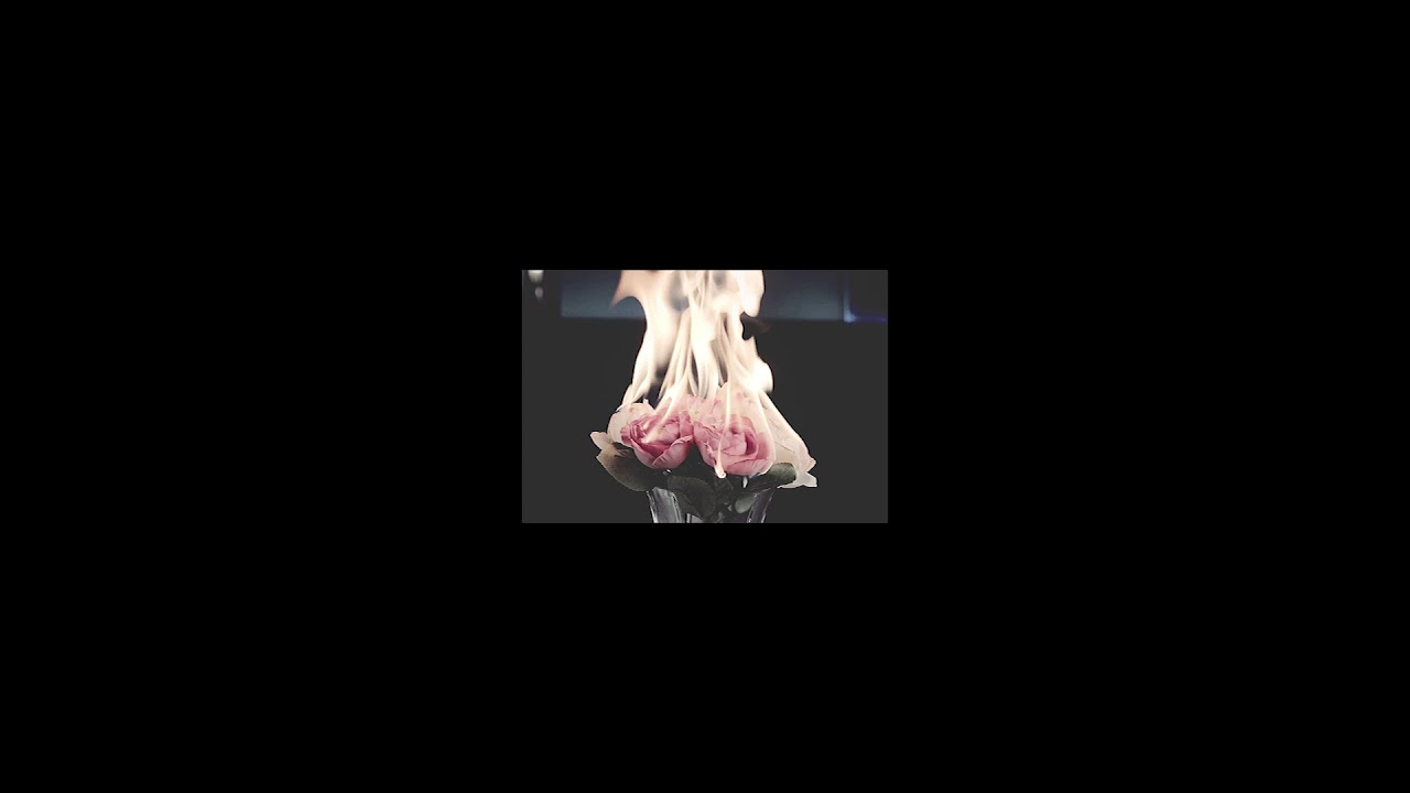xyz x shaw - roses