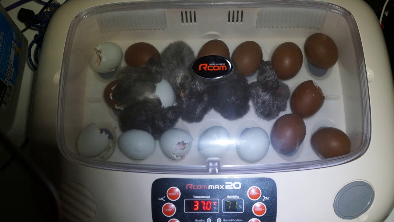 Time-lapse Naissance poussin Marans BCC et Cream legbar Croisée Marans NCC dans couveuse RCOM 20