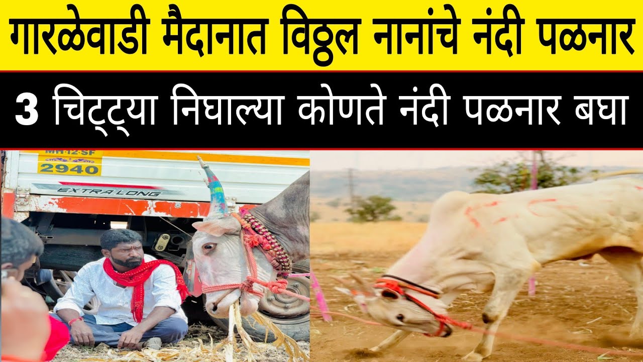 आज गारळेवाडी मैदानामध्ये विठ्ठल नानांचे नंदी पळनार नक्की कोणते नंदी पळनार आहे बघा video संपूर्ण