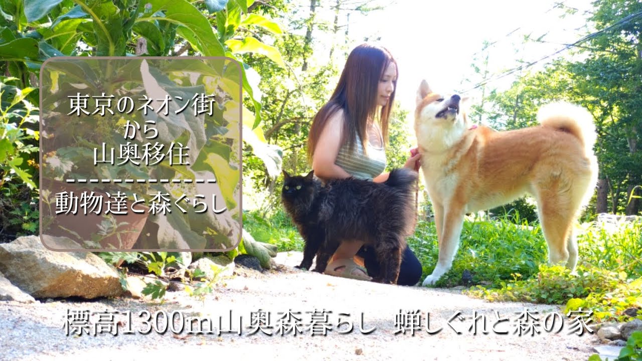 標高1300m山奥森暮らし 蝉しぐれと森の家