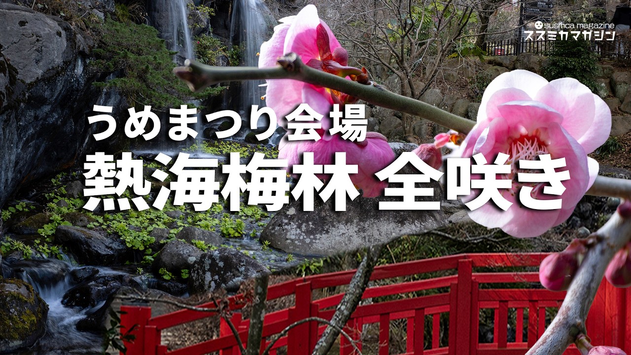 熱海梅園｜全咲き（満開）｜先週に続いて熱海へ