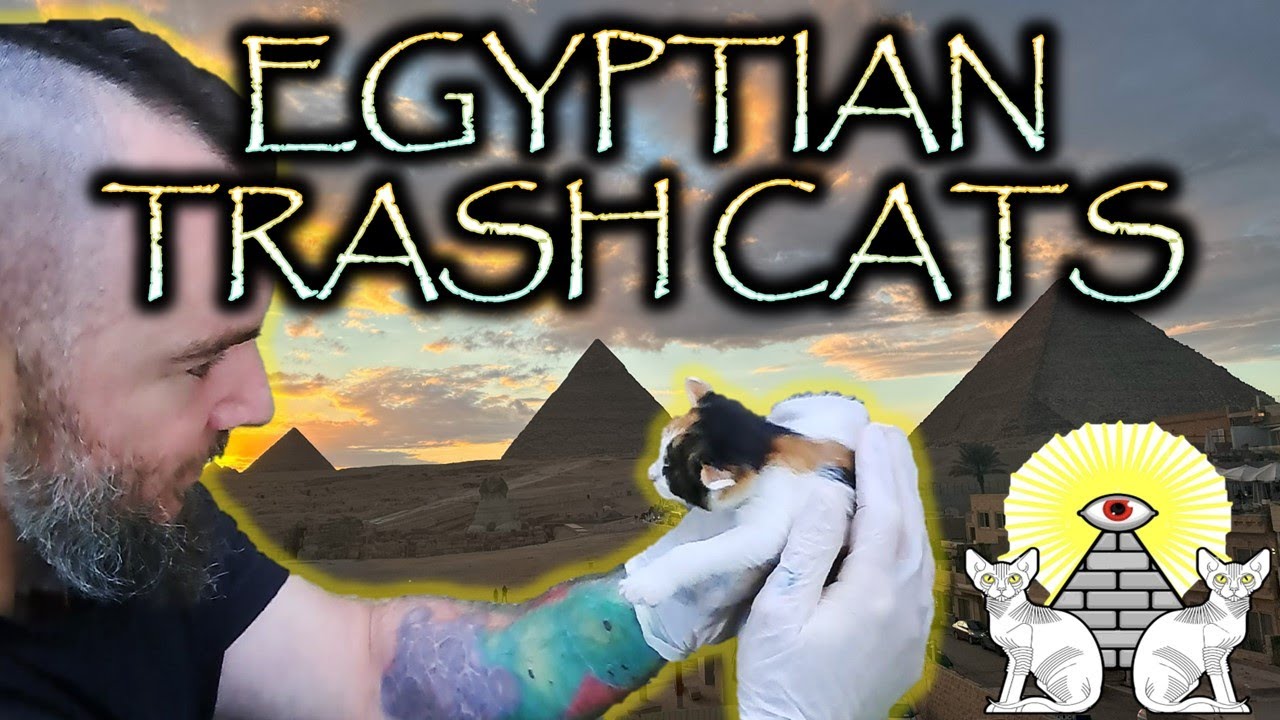 Kitten Rescue! (An Egyptian Trash Cat Miracle!) Episode 6