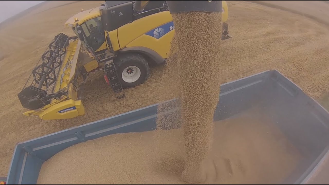 Moisson d'orge 2014 avec une New Holland CX 8040 -GoPro-