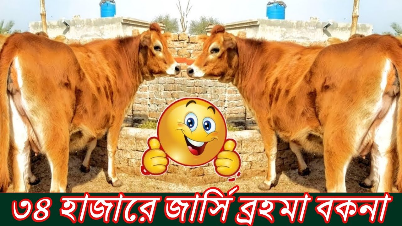 ৩৪ হাজারে জার্সি বকনা! বকনা থেকে রেডি ও প্রেগন্যান্ট জার্সি গরু পাবেন এখানে