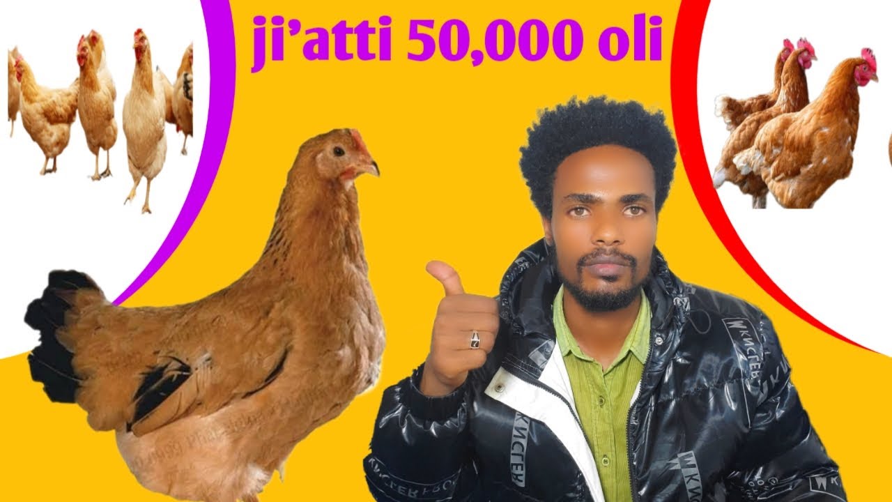 Qarshii Muraasa qofaan Eegalu dandeessu.