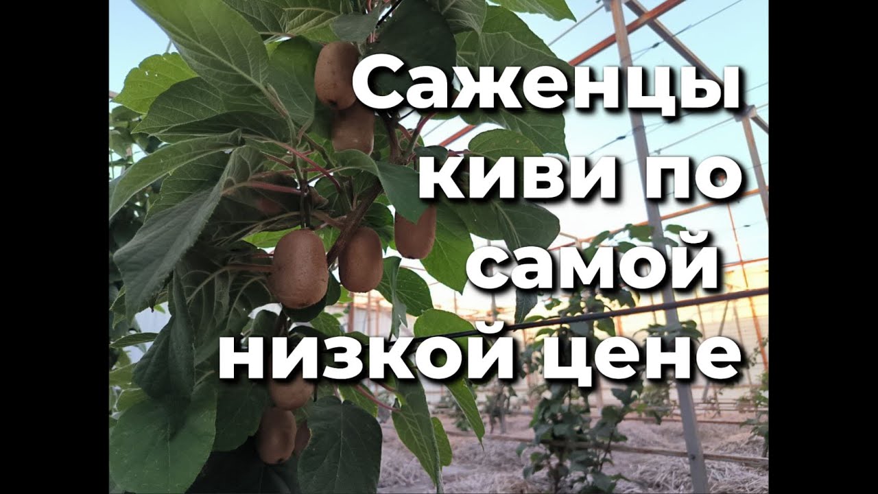 Саженцы киви по самой низкой цене в Украине