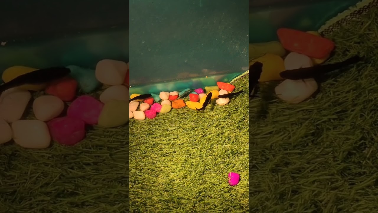Breeding of molli Fish 🤔 #clean #mayurdev #mayurdevaquascaper #prathmeshaqutics #syedshah5001