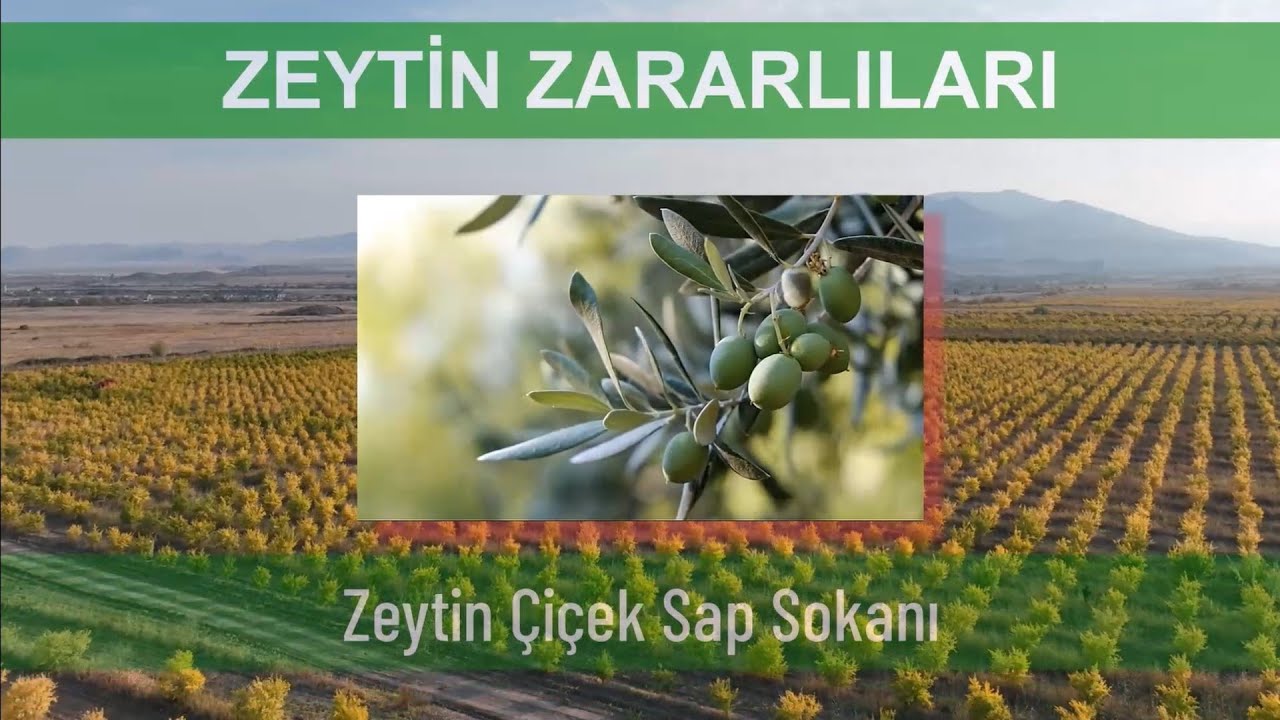 ZEYTİN ZARARLILARI: Zeytin Çiçek Sap Sokanı