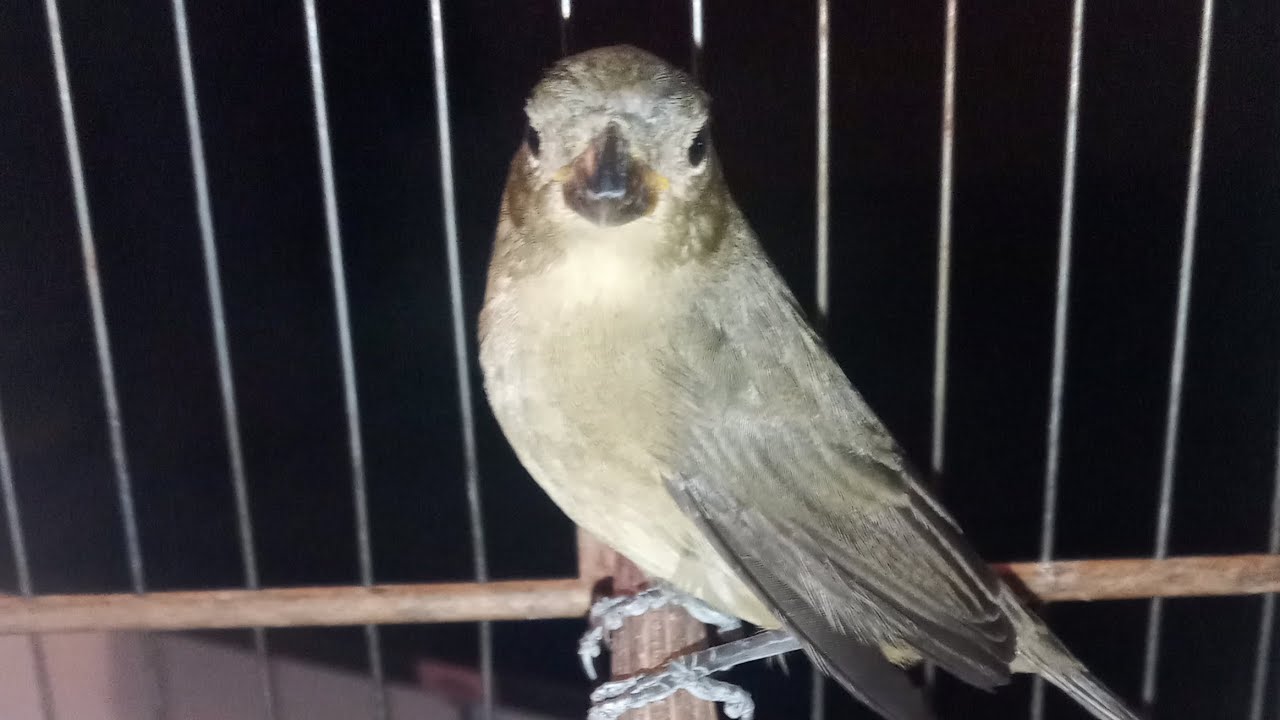 Nosso filhote de coleiro 😻 está com 5 mês já 🥉 uma relíquia #coleira #aves #passaros