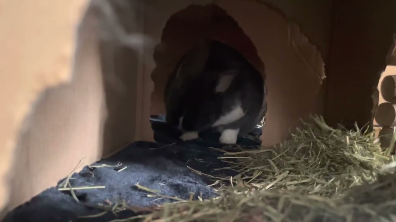 What Is She Doing in Her Box?