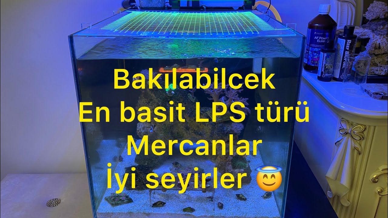 Lps Sert Mercan türleri