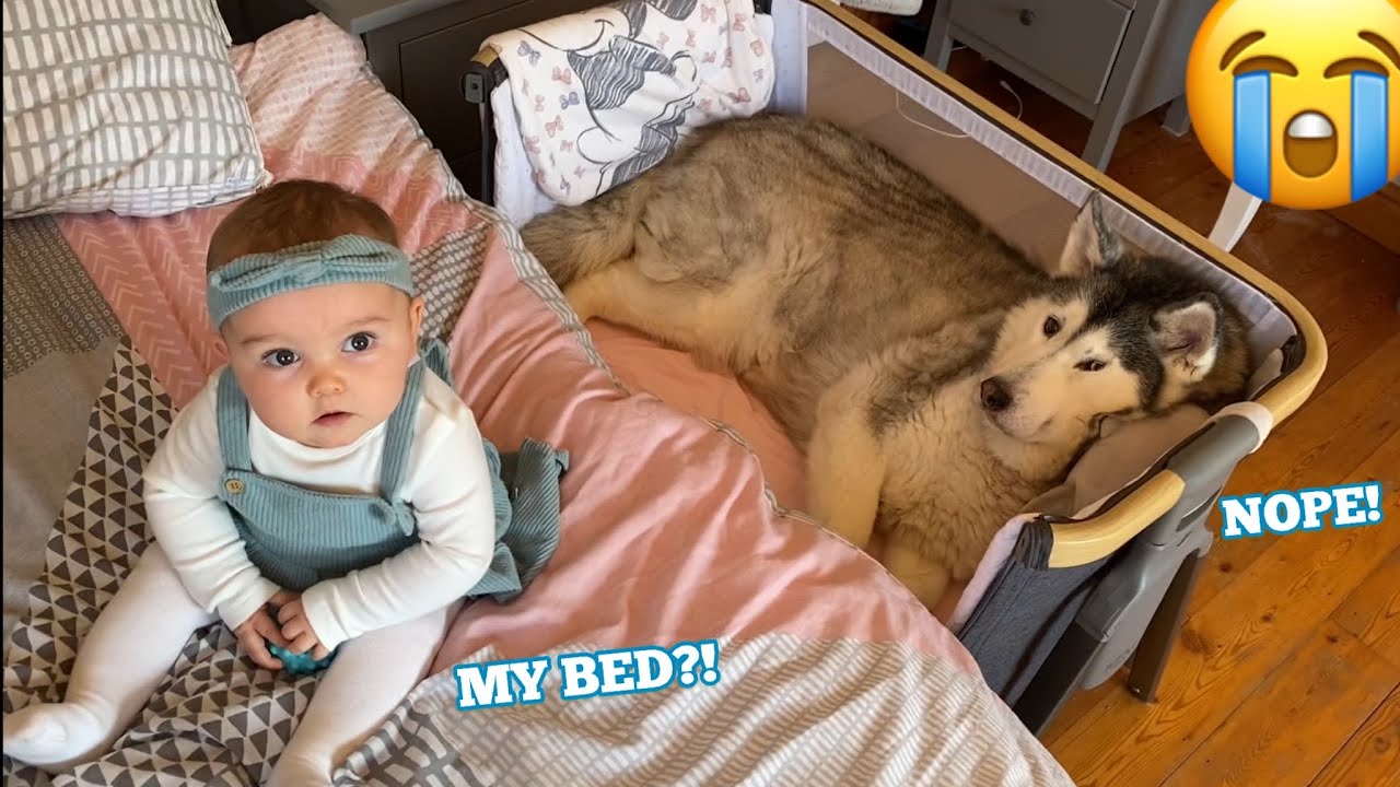 Baby Gets Angry When Stubborn Husky Refuses To Get Out Of Her Bed!!😭. [CUTEST VIDEO EVER!!]