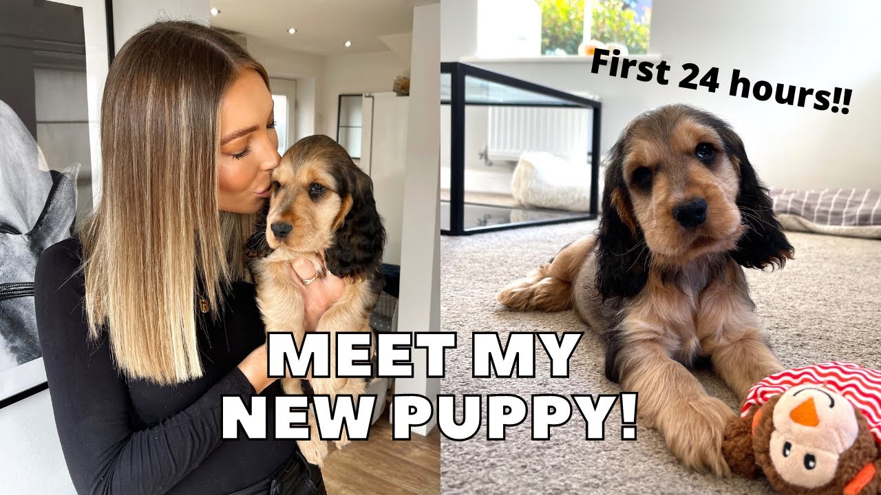 PICKING UP MY NEW COCKER SPANIEL PUPPY! FIRST 24 HOURS - vlog