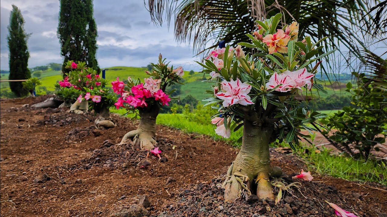 Rosas do Deserto no Chão, Resultado Surpreendente!
