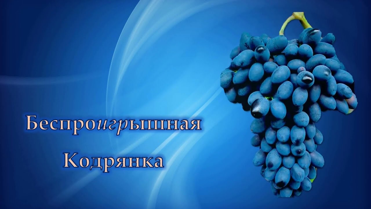 Кодрянка виноград