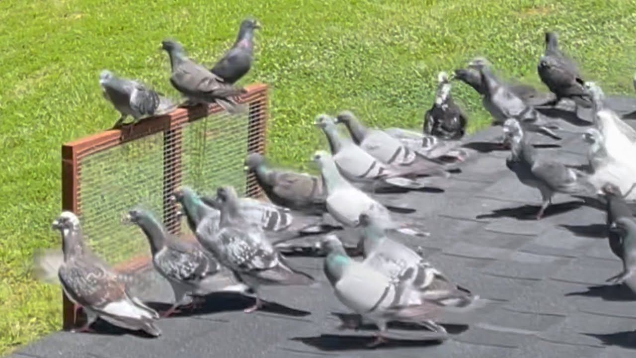 🦅 🦅  Racing pigeons TERRIFIED by hawks 🦅🦅
